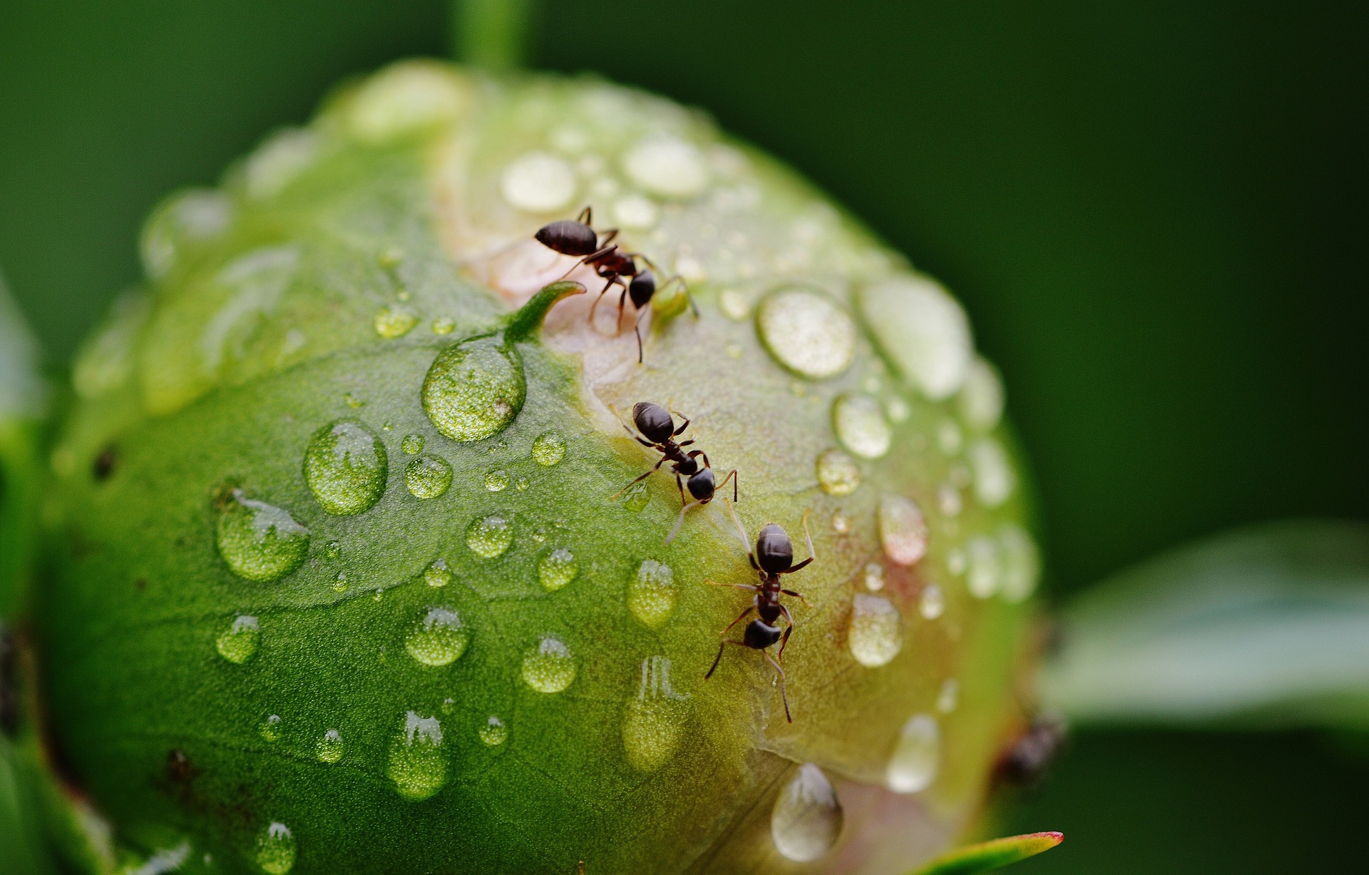 5 Remedies to Get Rid of Ants's featured image