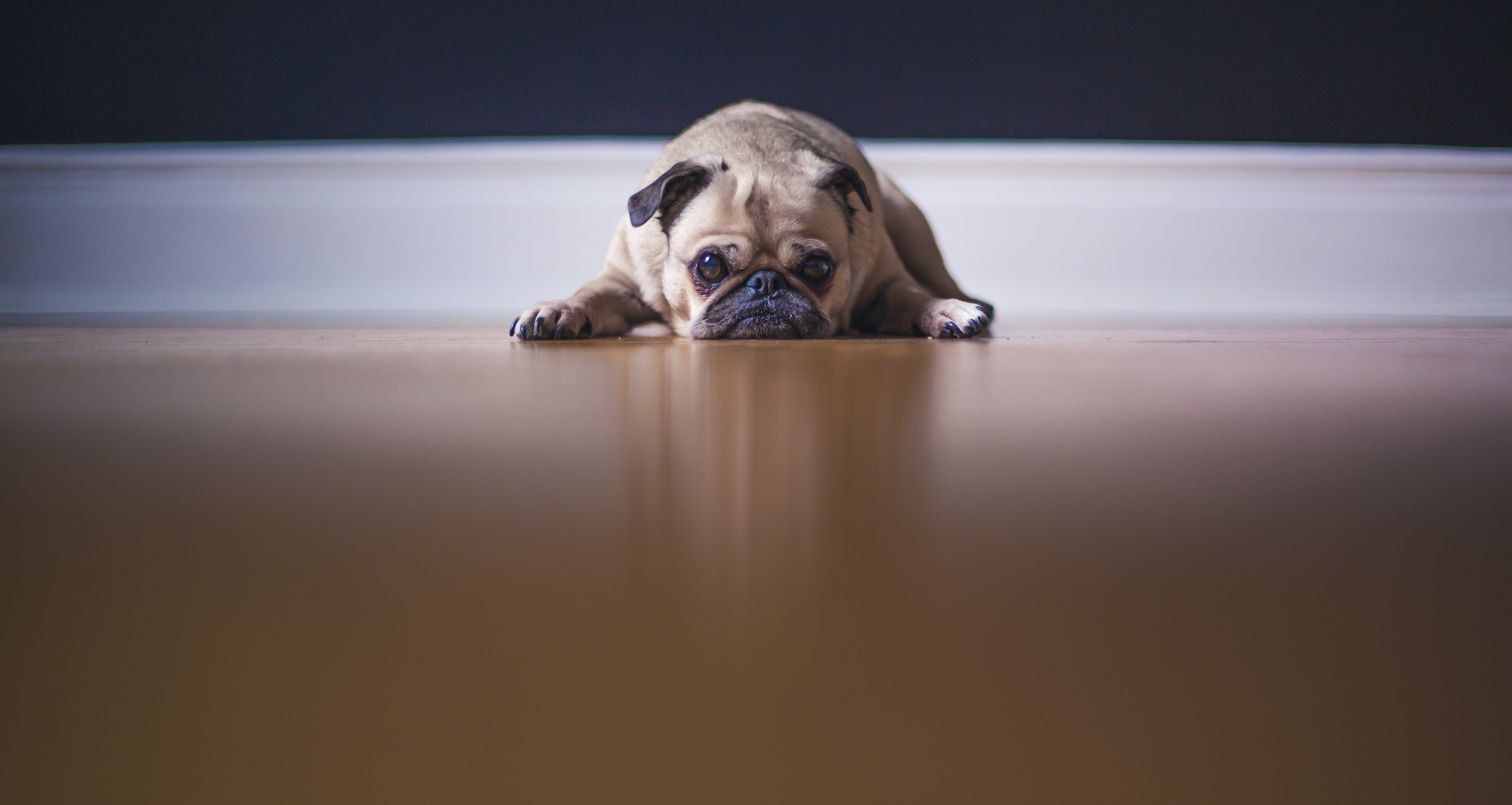 7 Steps to Minimize Pet Mess on Floors's featured image