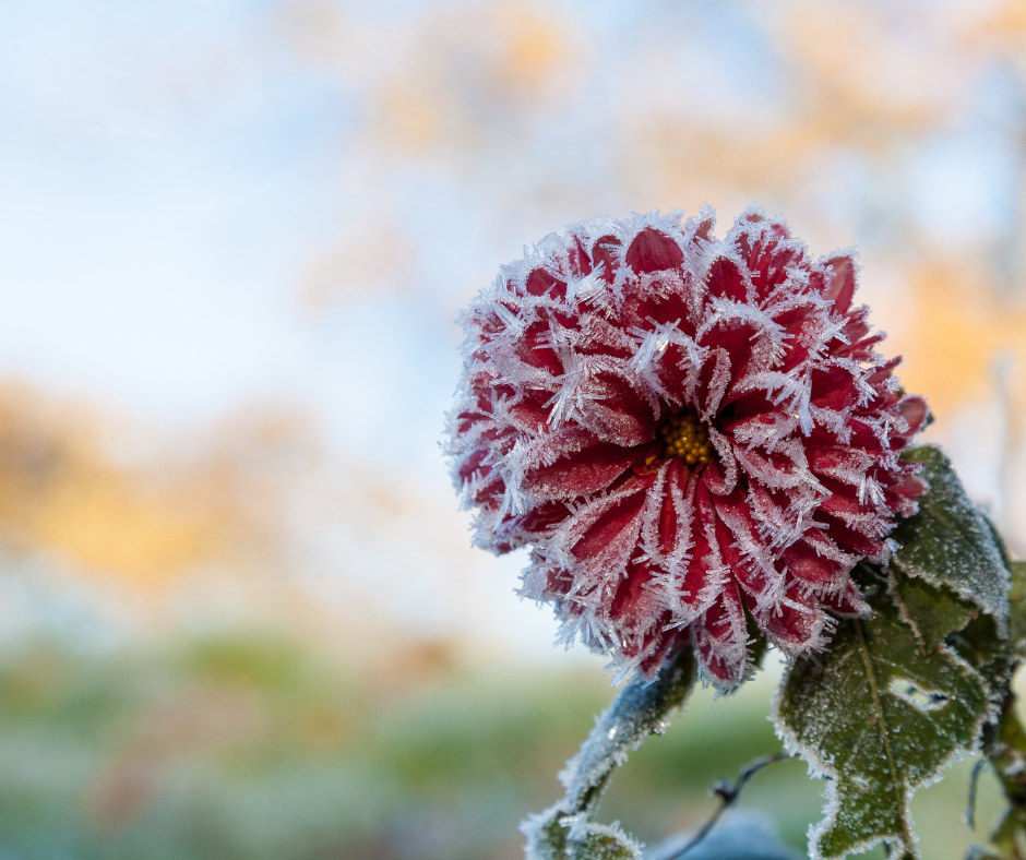 Frost Hardy Varieties to Plant this Month's featured image