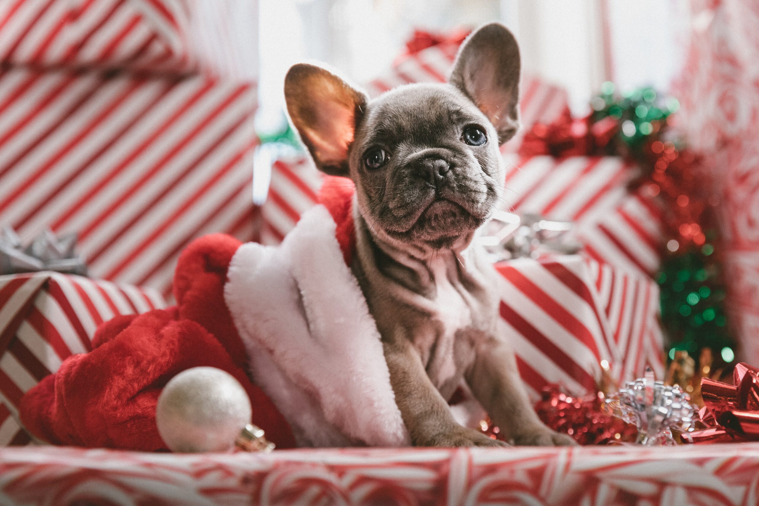 Space-Saving & Pet-Friendly Holiday Decor Tips's featured image