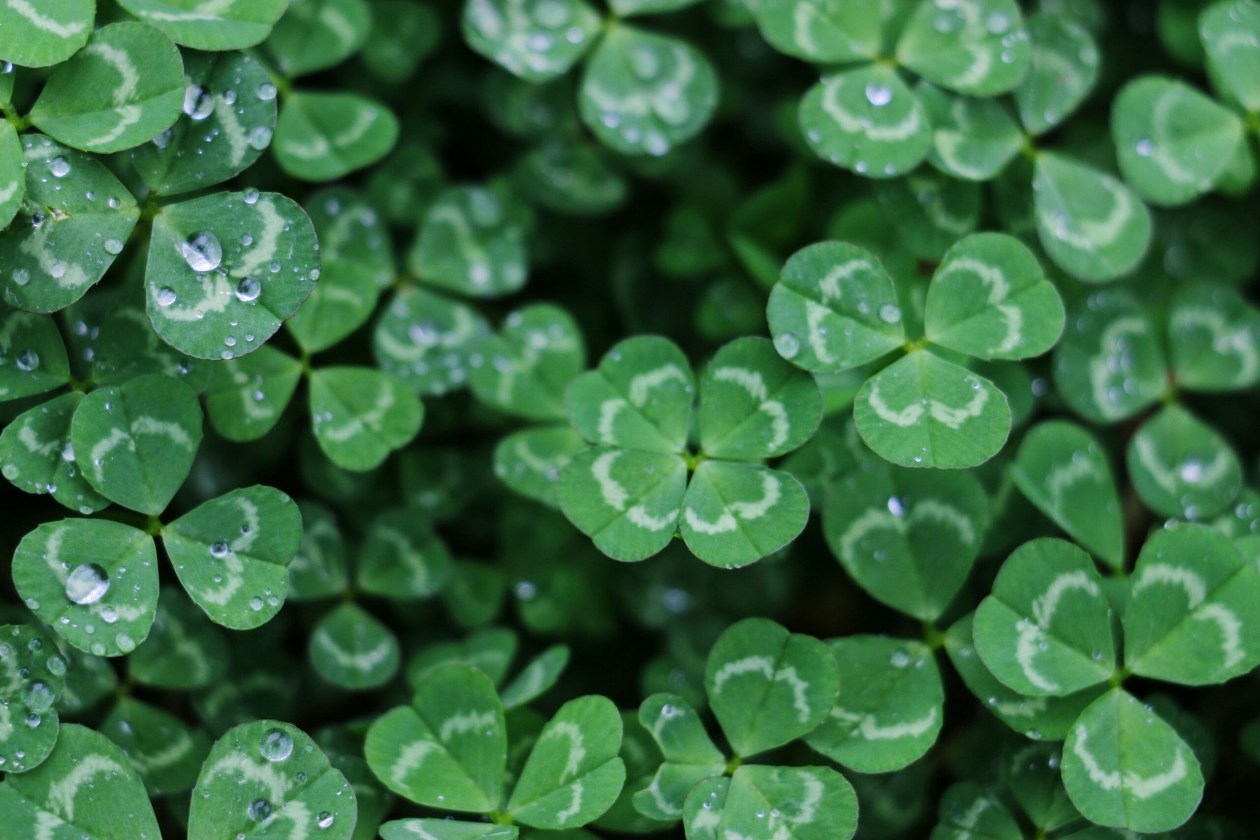 How to Host Your First St. Patrick’s Day Party's featured image