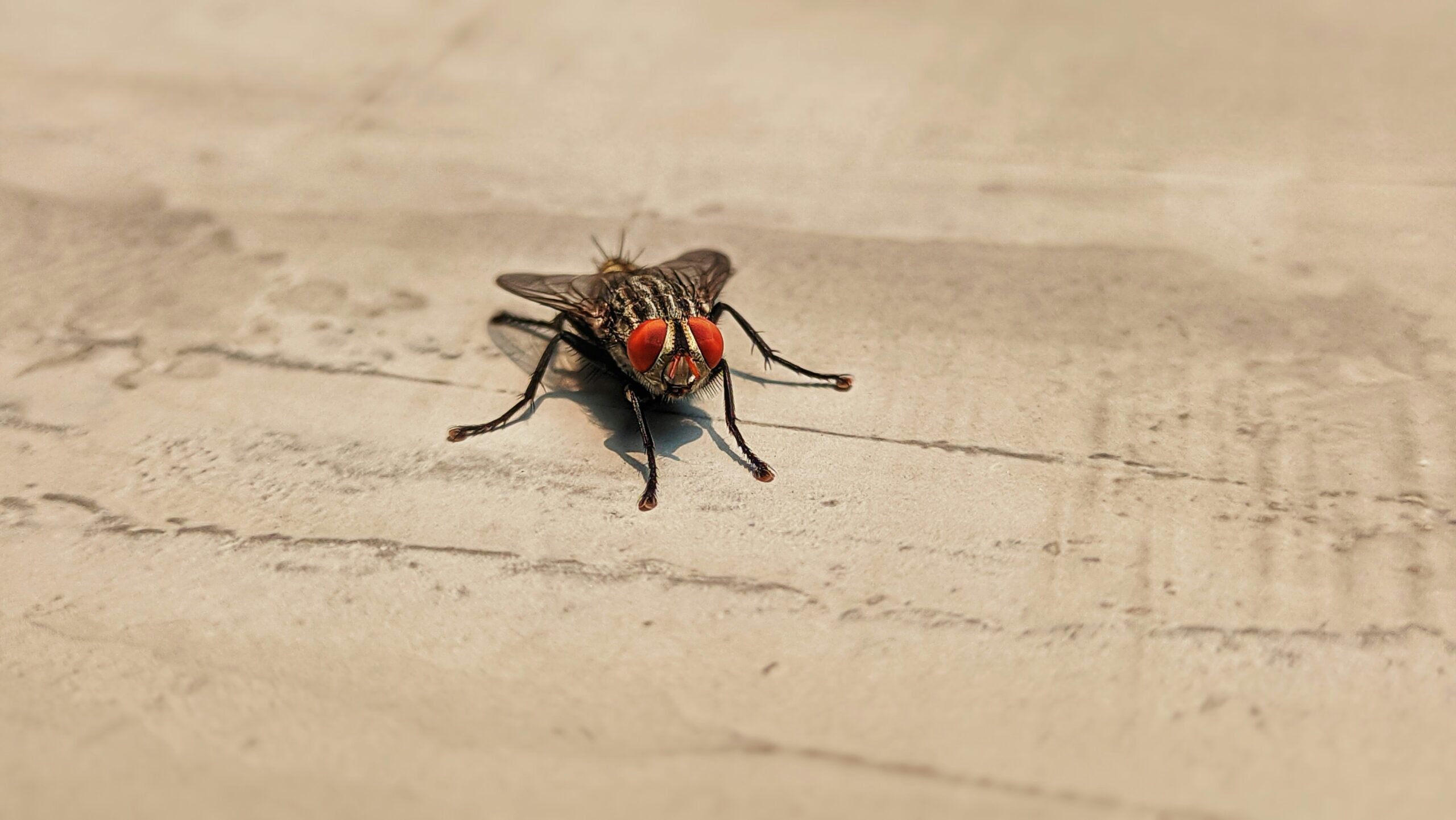 Flies Got You Buzzed? Here’s a Simple Summertime Solution's featured image