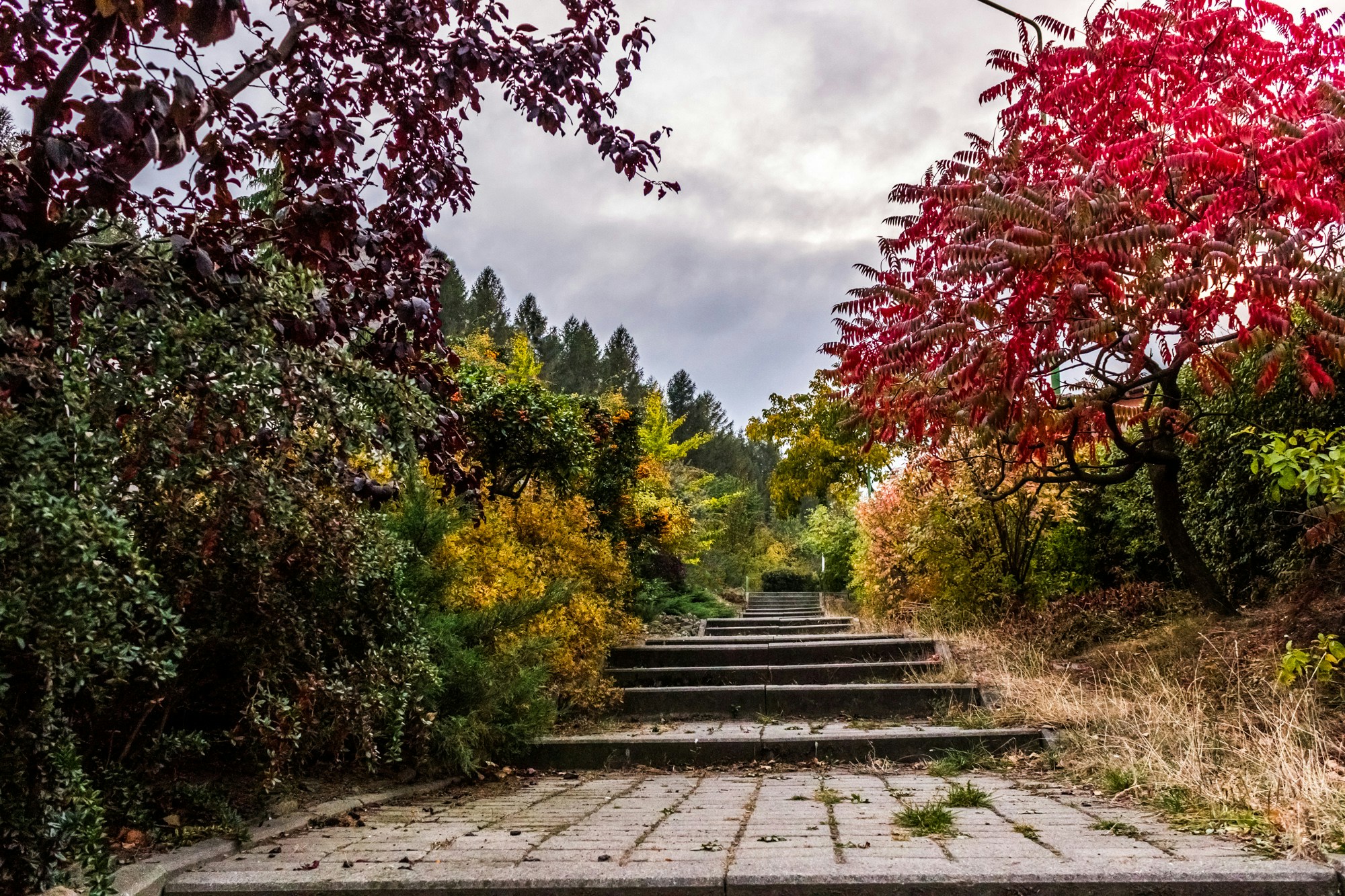 Don’t Prune Your Way to a Perfect Garden's featured image