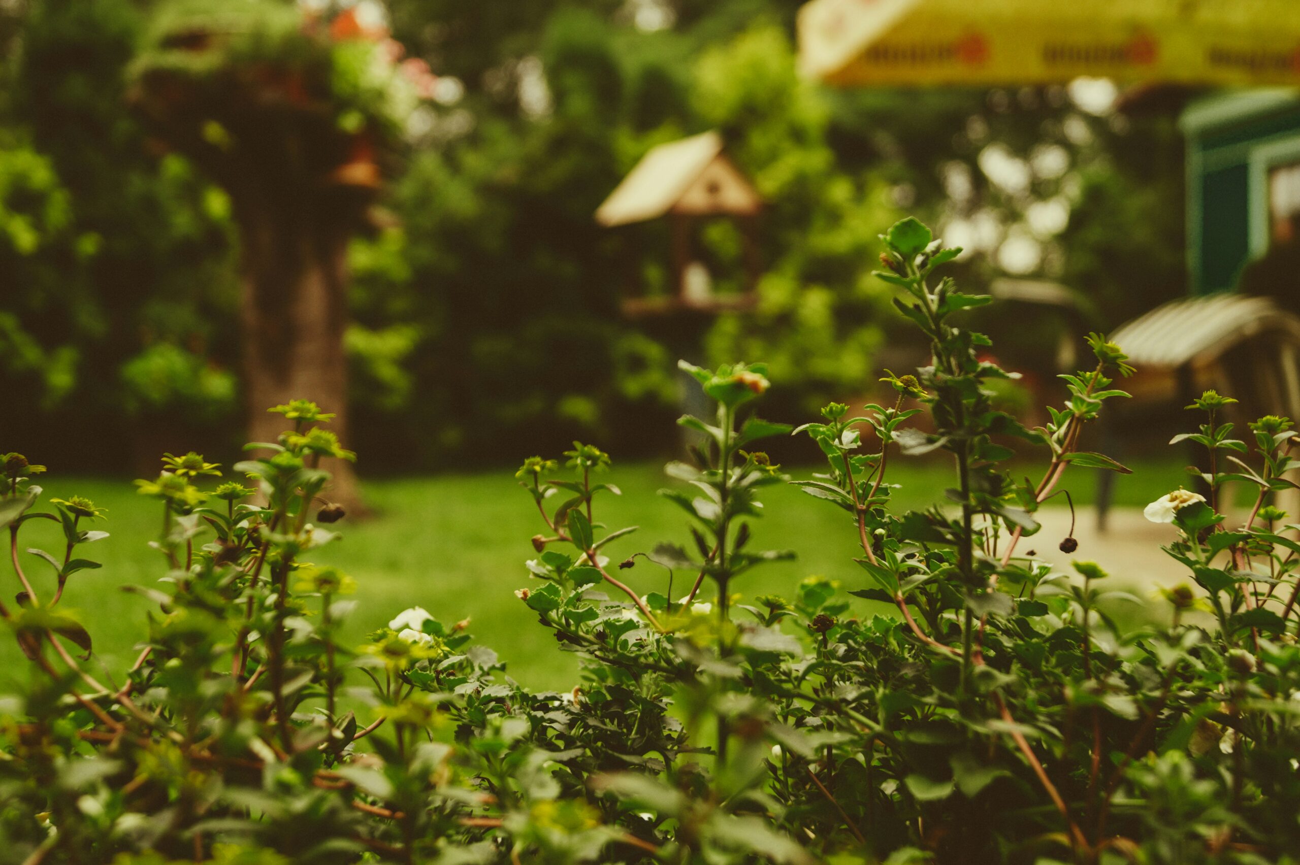 Setting Up Your Kitchen for Fresh Garden Cooking's featured image