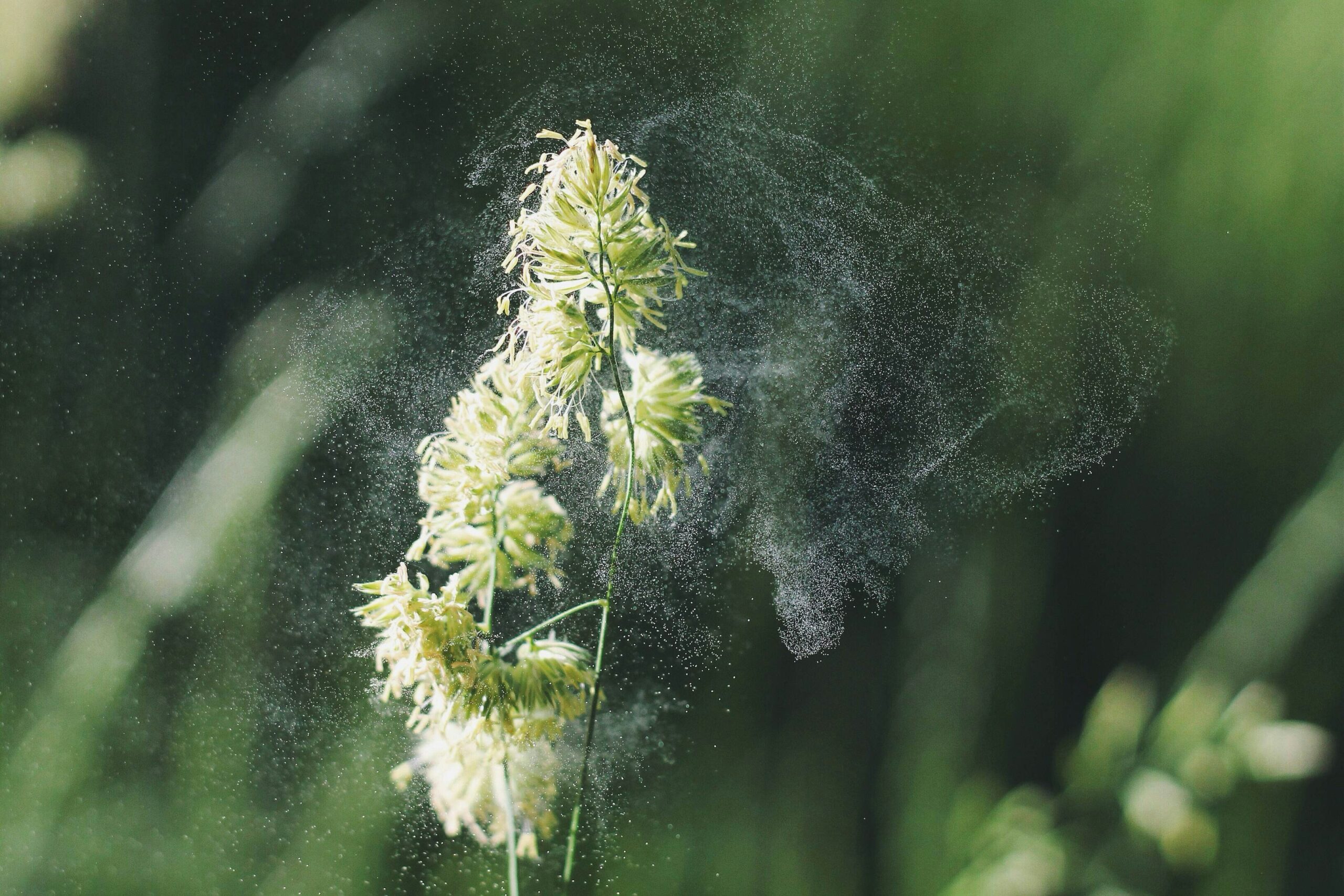 Your Room-by-Room Guide to an Allergen-Free Home's featured image