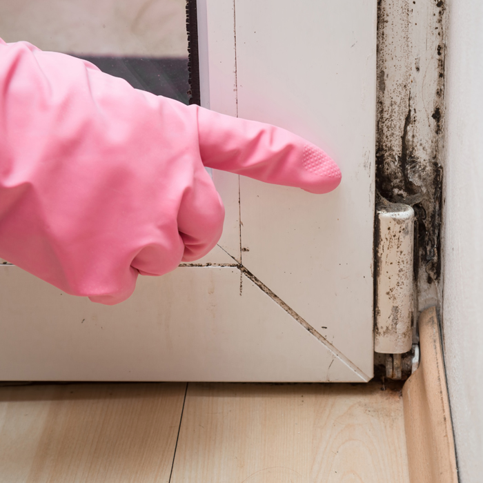 Yes, You Can Stop Mold Without Harsh Chemicals!