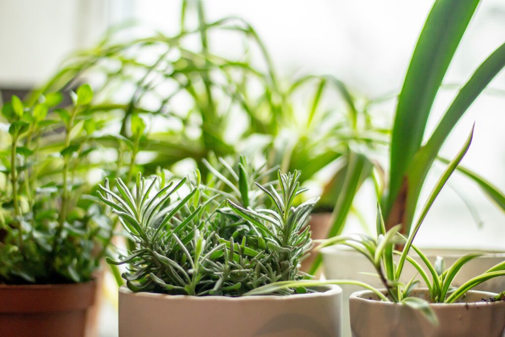 The Weather Outside is Frightful, but your Herb Garden can be so Delightful!