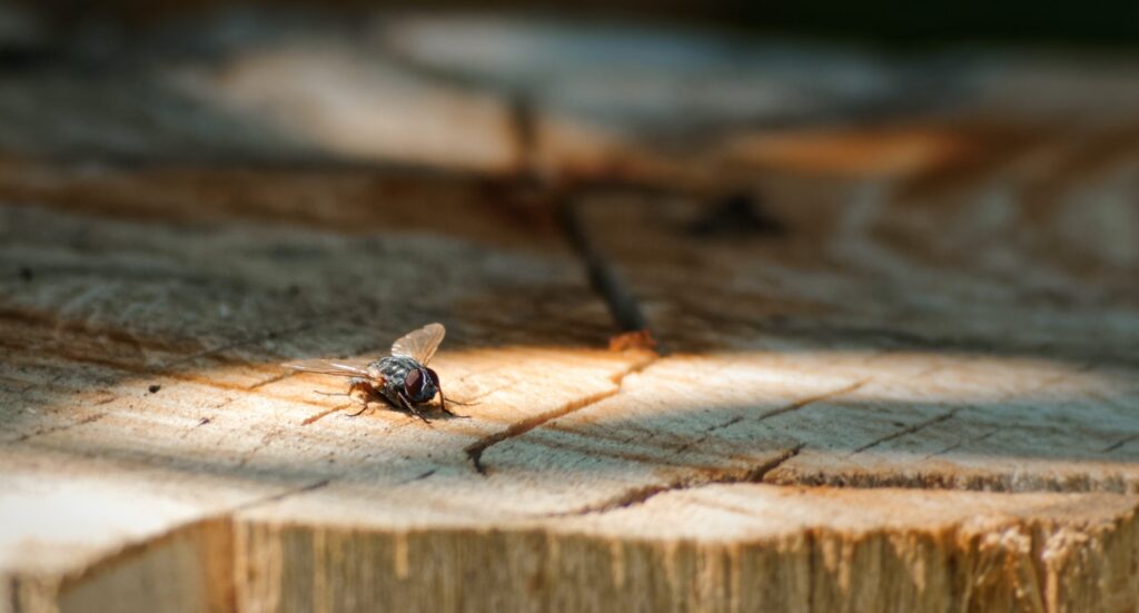 A Surefire Way to Keep Ceilings Free of Guck