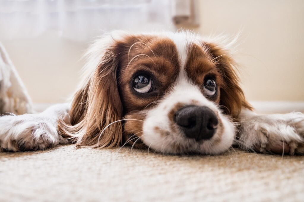 Spring Cleaning Tips for Dog Owners