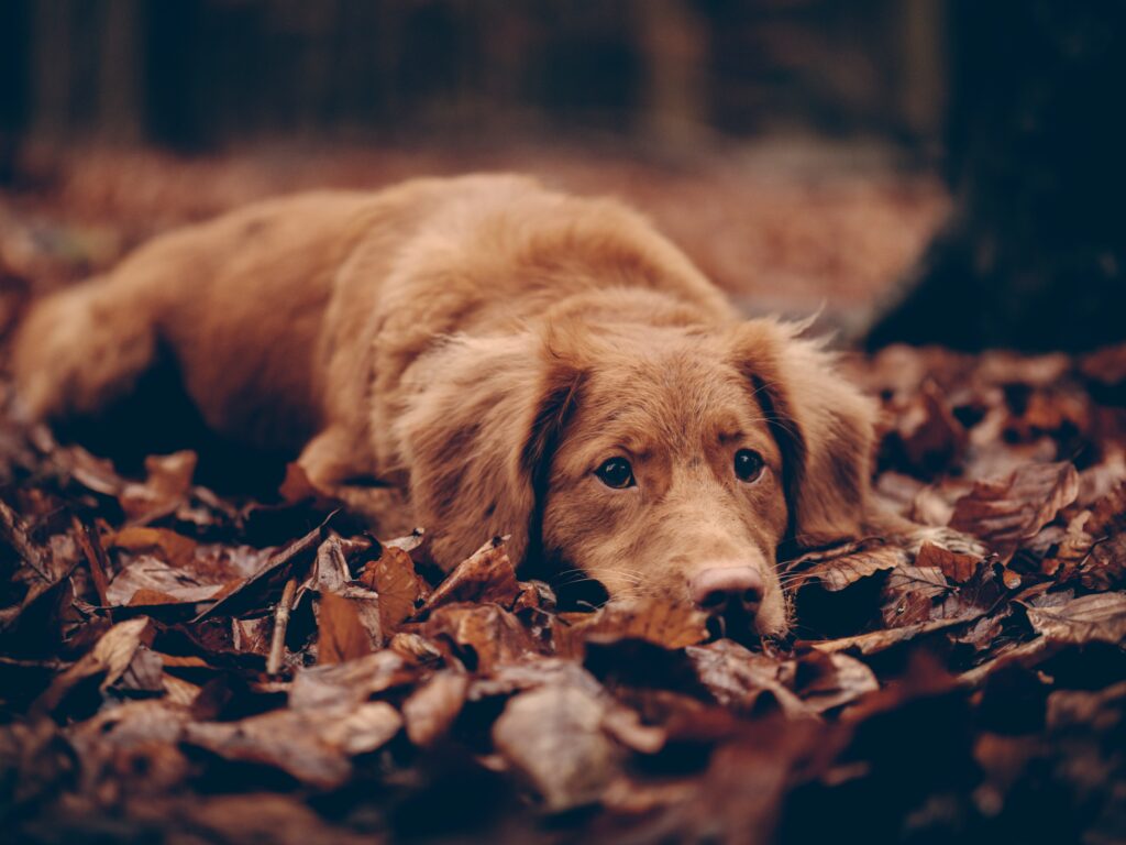 Getting Your Pet Ready for Autumn