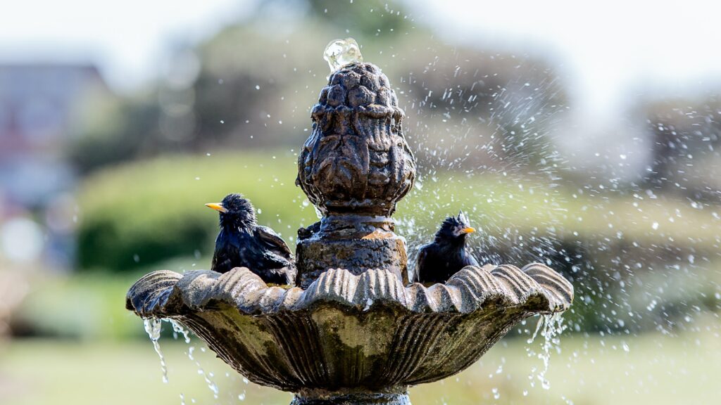 Bird Bath Maintenance a Must Late Summer
