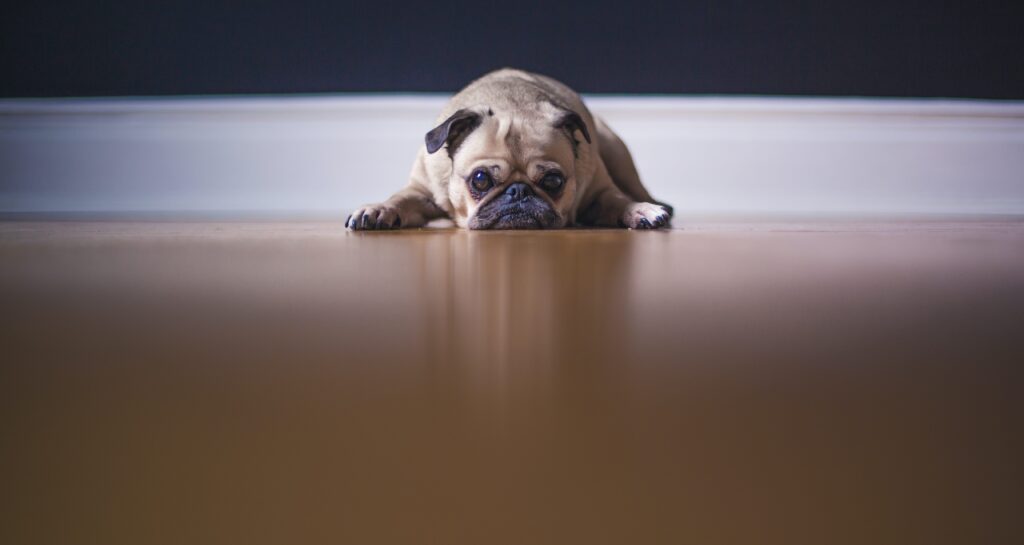 7 Steps to Minimize Pet Mess on Floors