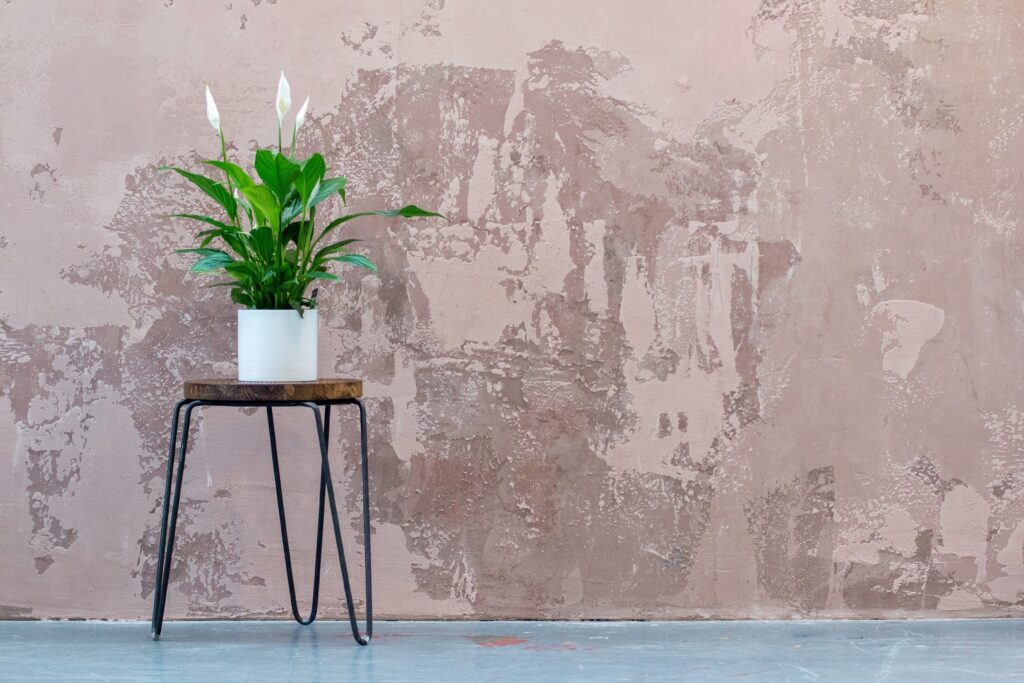 Indoor Plants to Fend off February Blues