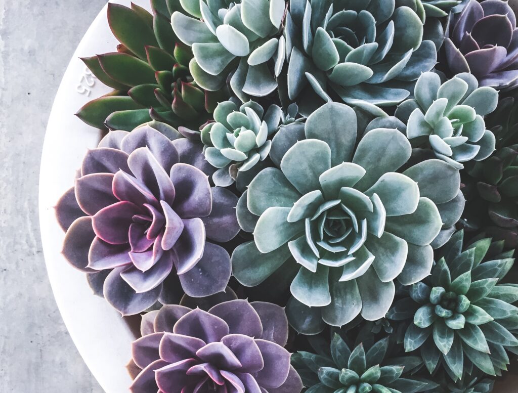 5 Houseplants You Can’t Kill