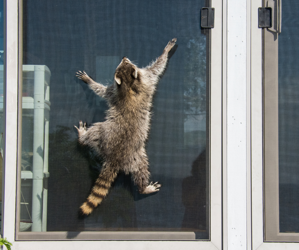 How to Clean a Dirty Door Screen
