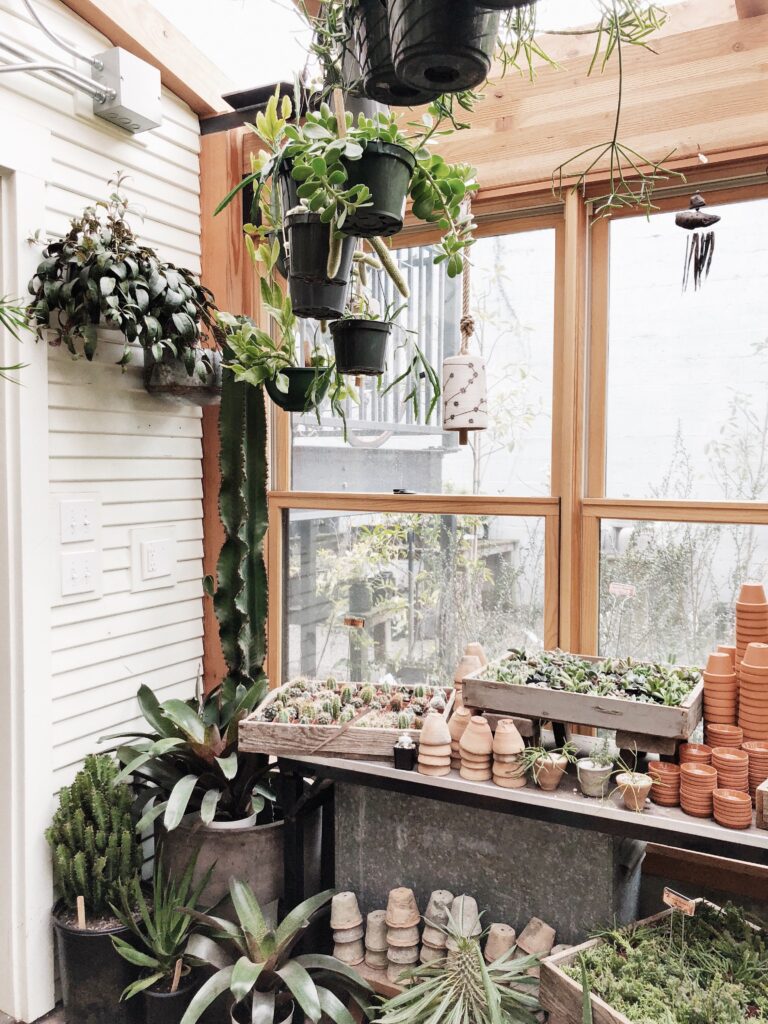 5 Popular Indoor Hanging Plants You Need this Winter