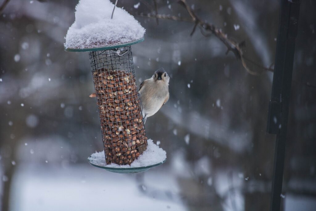 Show Some Love to Winter Birds