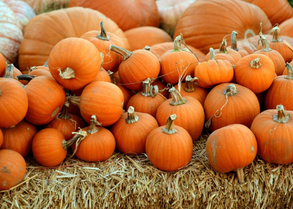 Give Your Pumpkins a Second Life