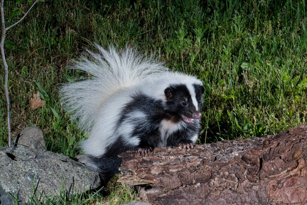 Need to Get Rid of Skunk Scent?