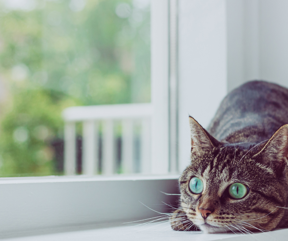 How to Transform Dirty Windowsills into Sparkling Perfection!